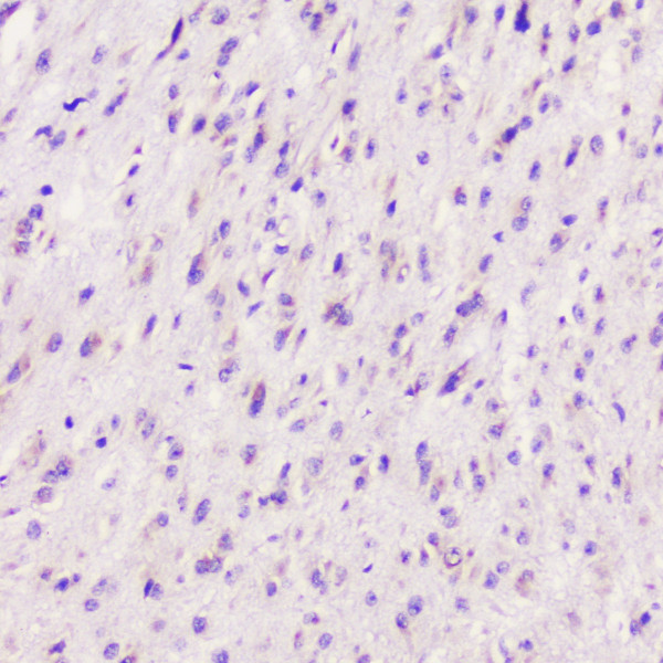 a06194 2 elavl2 hub primary antibodies ihc testing 5