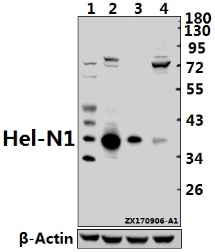 a06194s27 elavl2 primary antiboties wb testing 1