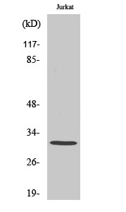 Western blotting validation for Anti-Carbonyl Reductase 3 CBR3 Antibody A06200
Western Blot (WB) analysis of specific cells using Carbonyl Reductase 3 polyclonal antibody
