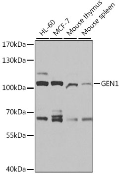 Western blot analysis of extracts of various cell lines, using GEN1 antibody  at 1:1000 dilution