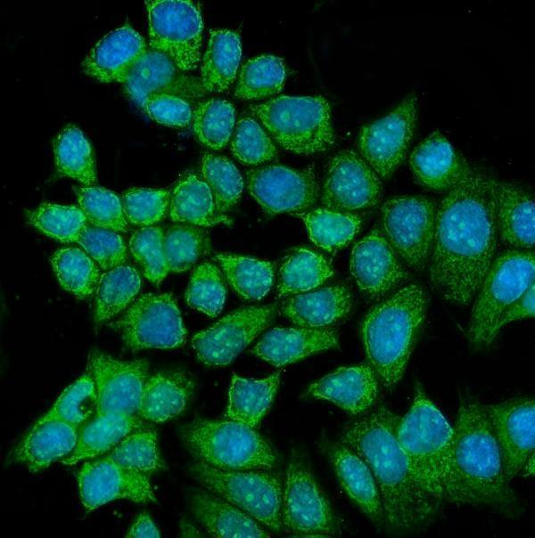  IF analysis of RCC2 using anti-RCC2 antibody (A06203-2)