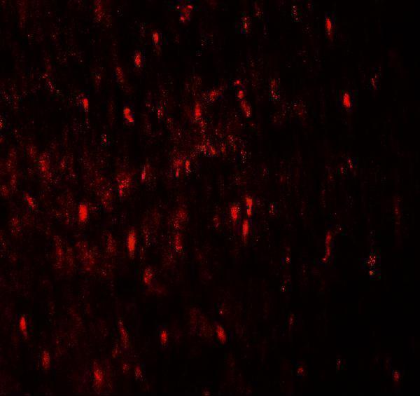 Immunofluorescence of WIPI1 in human colon tissue with WIPI1 antibody at 20 μg/mL