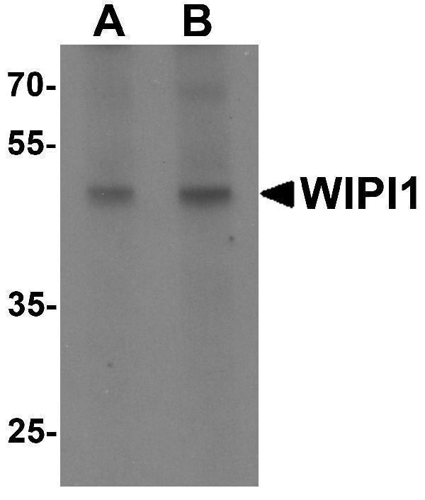Western blot analysis of WIPI1 in rat colon tissue lysate with WIPI1 antibody at (A) 1 and (B) 2 μg/mL