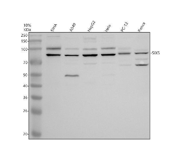 a06210 1 six5 primary antibodies wb testing 1