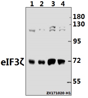 a06212 1 eif3d primary antiboties wb testing 1