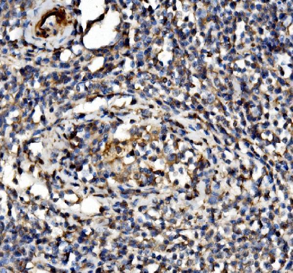 a06212 2 eif3d primary antibodies ihc testing 2