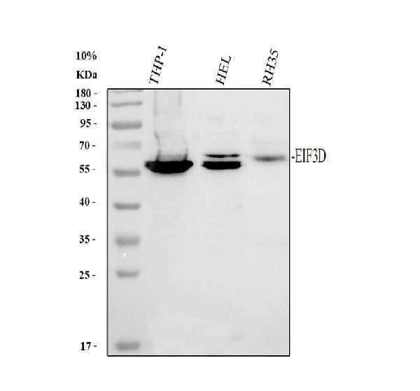 a06212 2 eif3d primary antibodies wb testing 1