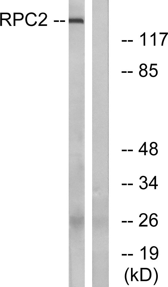 a06213 1 polr3b primary antibodies wb testing 2