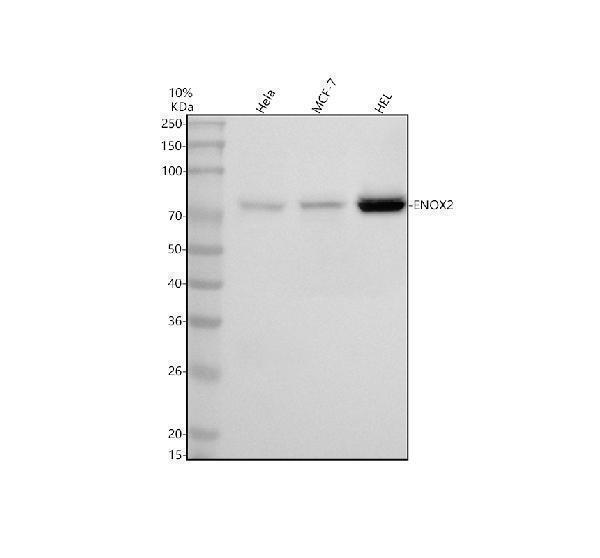 a06214 2 enox2 primary antibodies wb testing 1