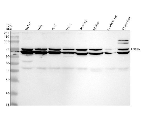 a06214 2 enox2 primary antibodies wb testing 1_1