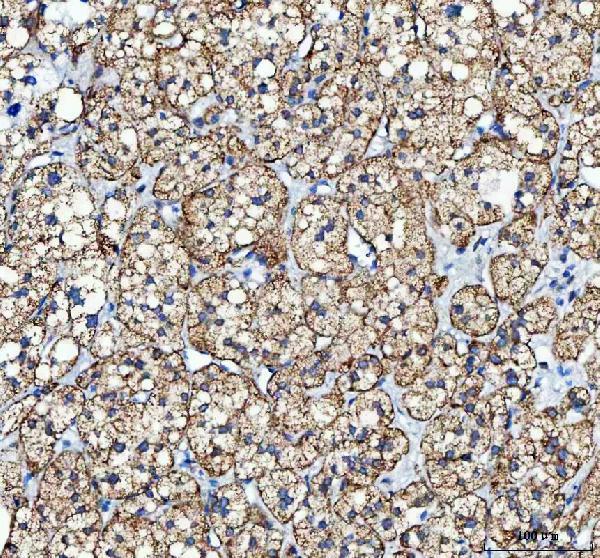  IHC analysis of MYCBP using anti-MYCBP antibody (A06216-2)