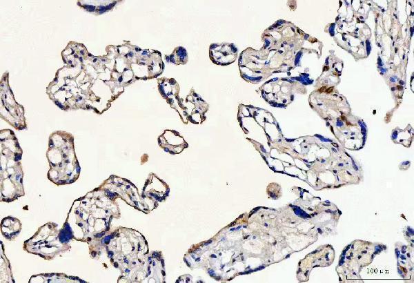 a06216 2 mycbp primary antibodies ihc testing 4