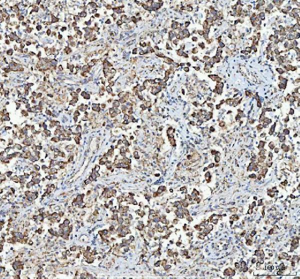a06216 2 mycbp primary antibodies ihc testing 5