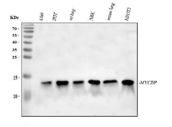  Western blot analysis of MYCBP using anti-MYCBP antibody (A06216-2)