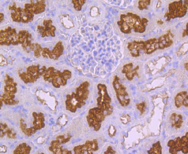 Immunohistochemical analysis of paraffin-embedded rat kidney tissue using anti-Syntaxin 3 antibody