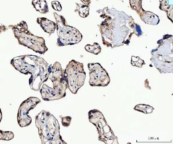 a06218 2 mms19 primary antibodies ihc testing 4