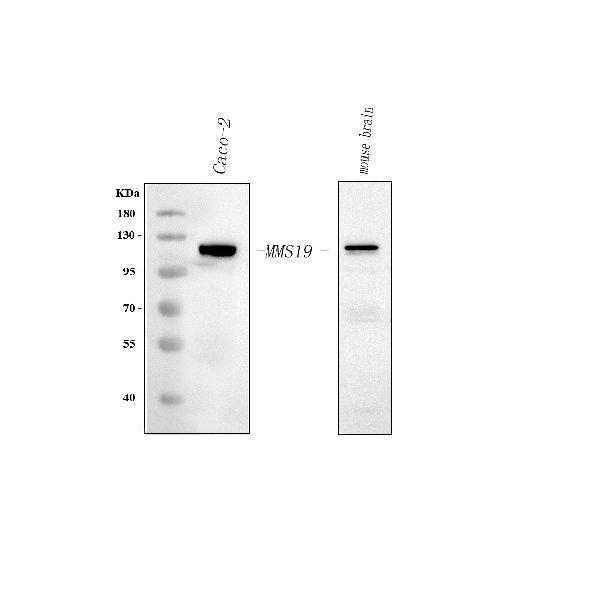 a06218 2 mms19 primary antibodies wb testing 1