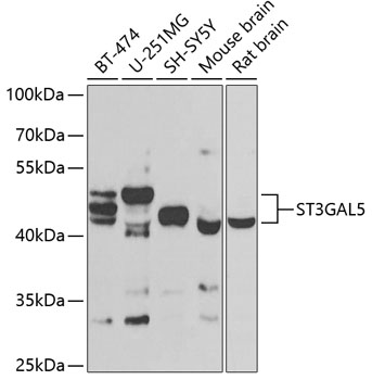 a06219 st3gal5 primary antiboties wb testing 1
