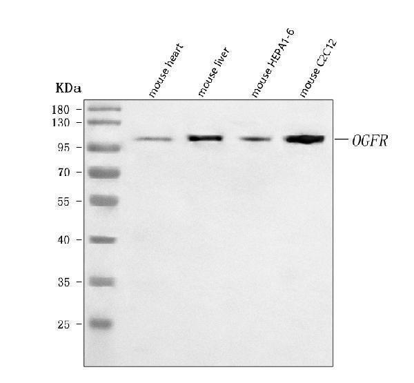  Western blot analysis of Ogfr using anti-Ogfr antibody (A06220-1)