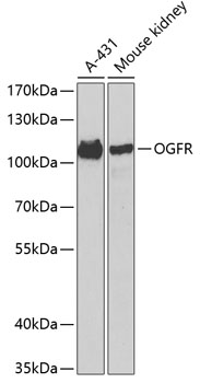 Western blot analysis of extracts of various cell lines, using OGFR antibody