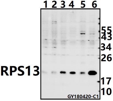 a06221 2 rps13 primary antiboties wb testing 1