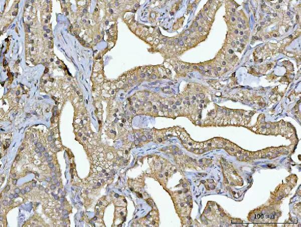 a06221 3 rps13 primary antibodies ihc testing 4