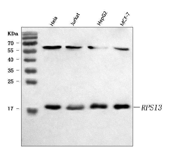  Western blot analysis of RPS13 using anti-RPS13 antibody (A06221-3)