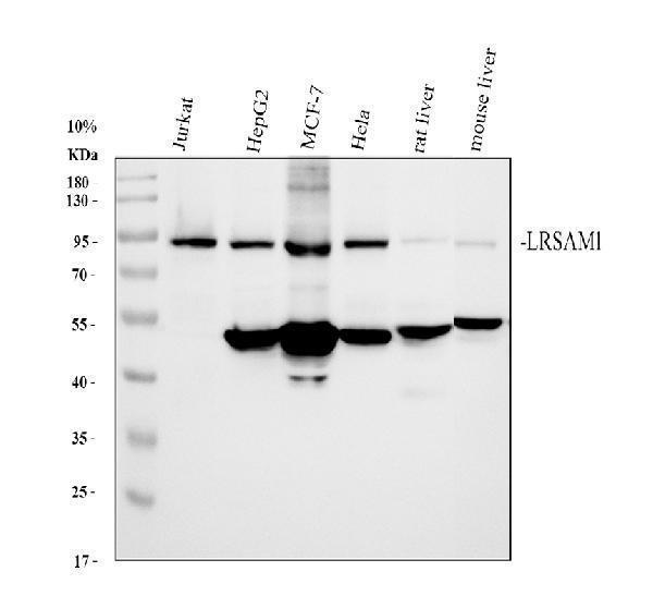 Western blot analysis of LRSAM1 using anti-LRSAM1 antibody (A06223-1)