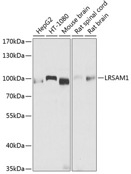 Western blot analysis of extracts of various cell lines, using LRSAM1 antibody  at 1:1000 dilution