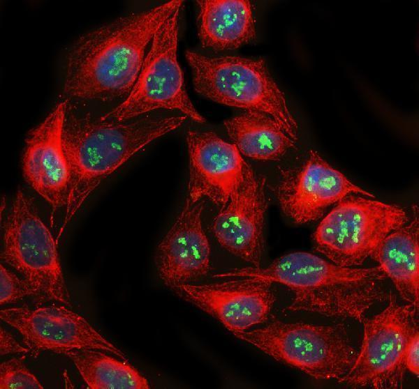 a06226 2 nat10 primary antibodies if testing 3
