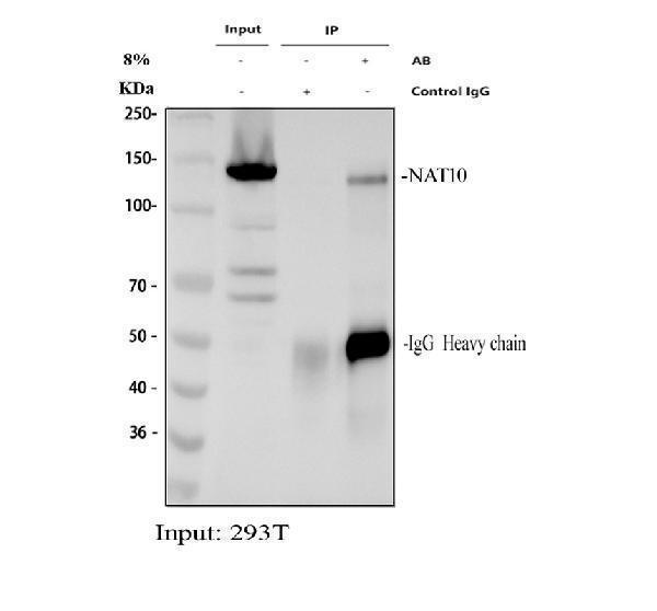 a06226 2 nat10 primary antibodies ip testing 1