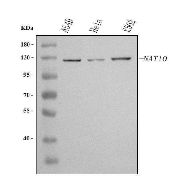 a06226 2 nat10 primary antibodies wb testing 1