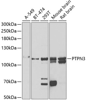 a06227 ptpn3 primary antiboties wb testing 1