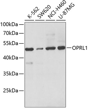 WesternBlot (WB) analysis of OPRL1 polyclonal antibody