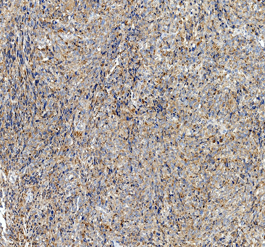 a06229 1 efna5 primary antibodies ihc testing 1