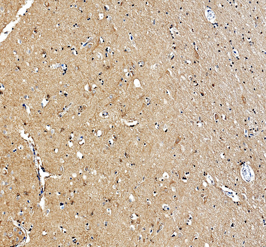 a06229 1 efna5 primary antibodies ihc testing 2