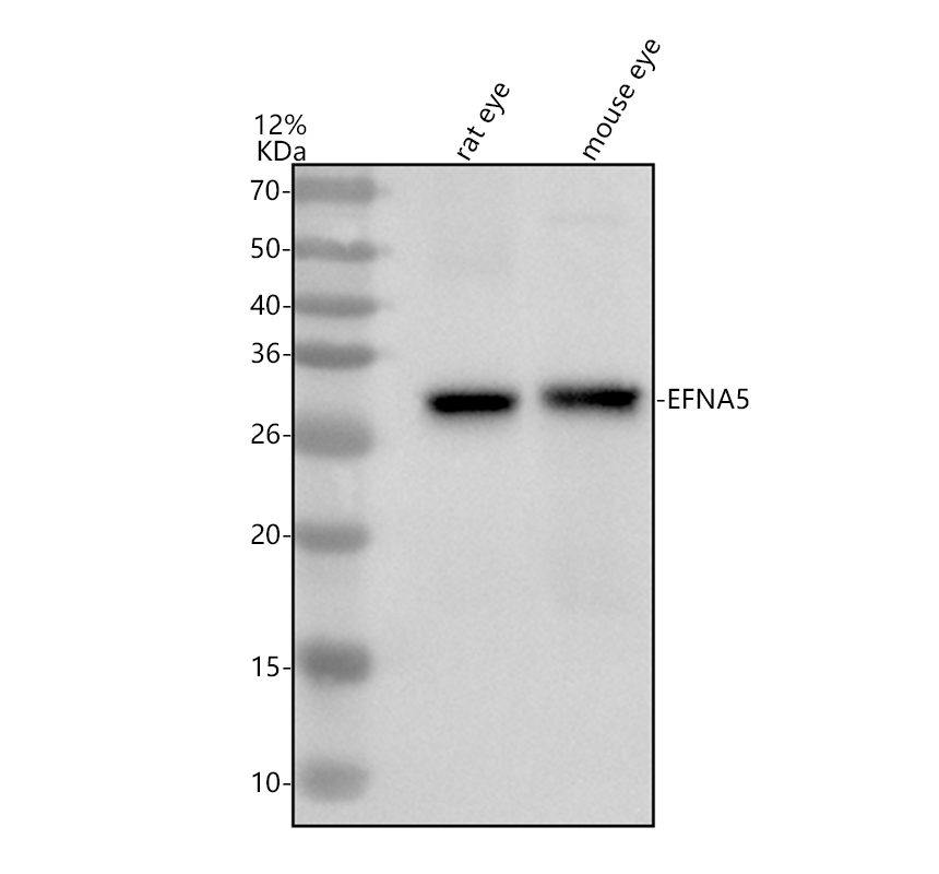 a06229 1 efna5 primary antibodies wb testing 1