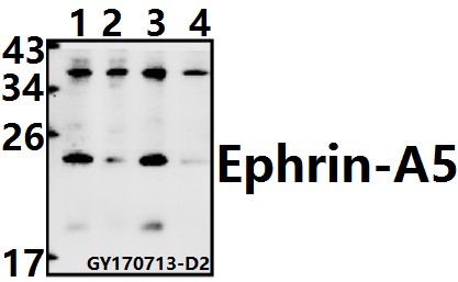 a06229 efna5 primary antiboties wb testing 1