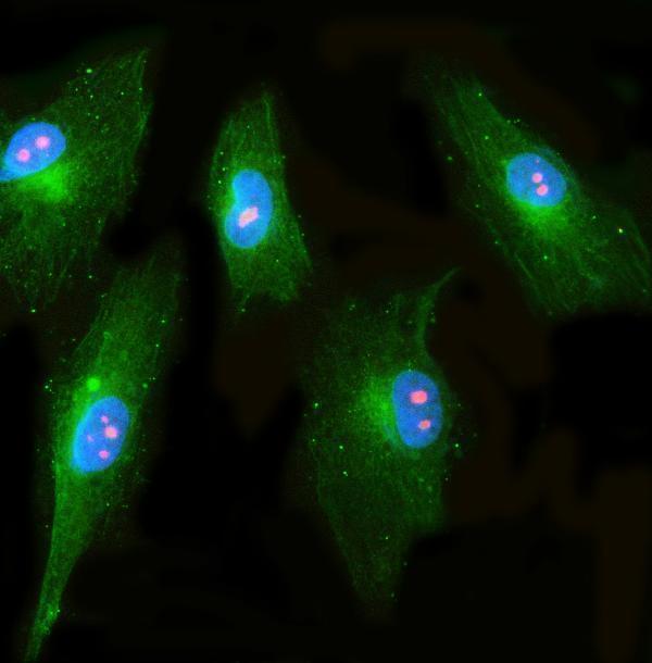 a06230 1 rrp1 primary antibodies if testing 4