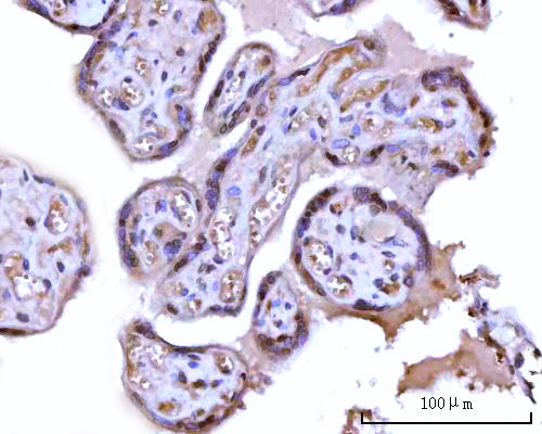  IHC analysis of RRP1 using anti-RRP1 antibody (A06230-1)