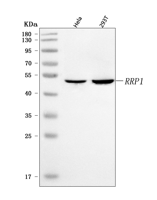  Western blot analysis of RRP1 using anti-RRP1 antibody (A06230-1)