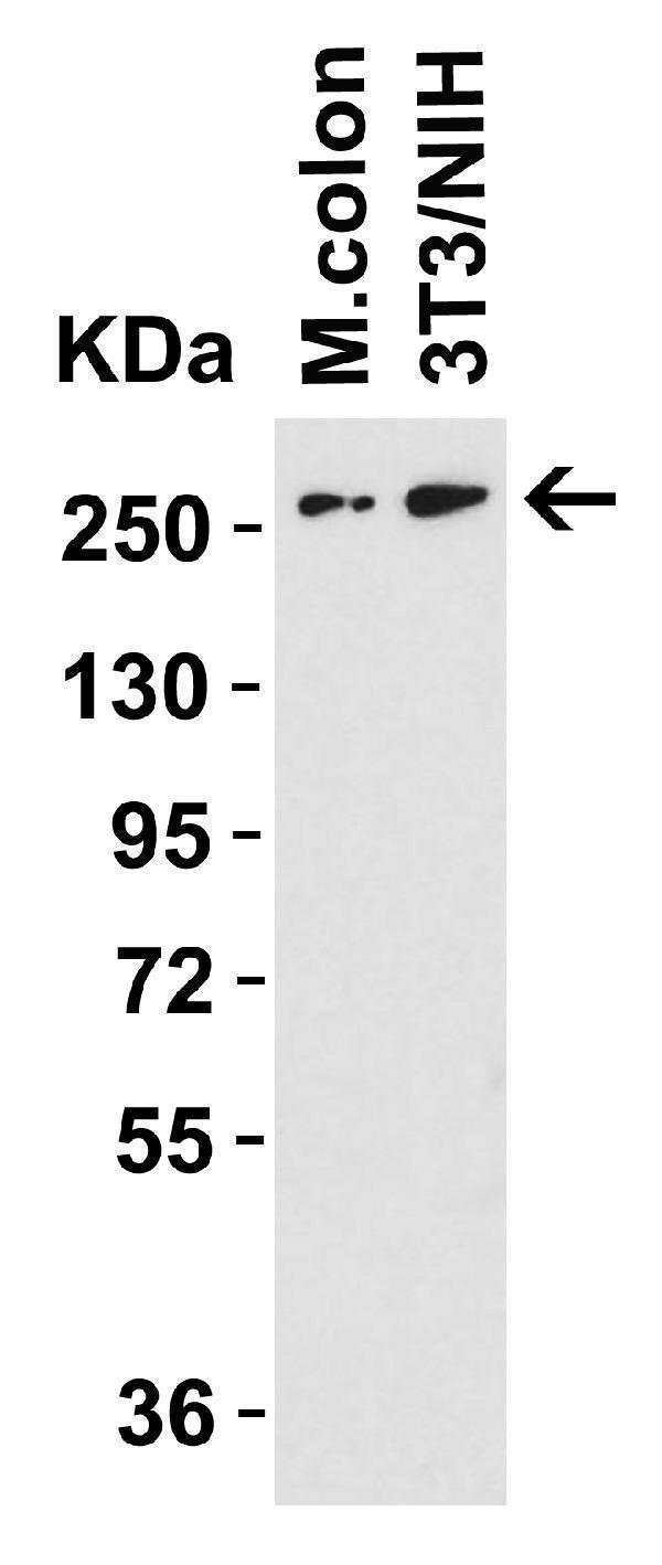 a06236 dnajc13 primary antibodies wb testing 1