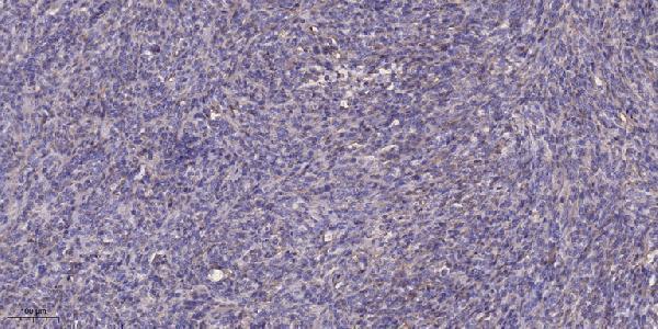 a06237 ca8 primary antibodies ihc testing 1