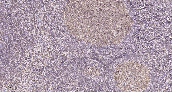 a06240 wdhd1 primary antibodies ihc testing 1