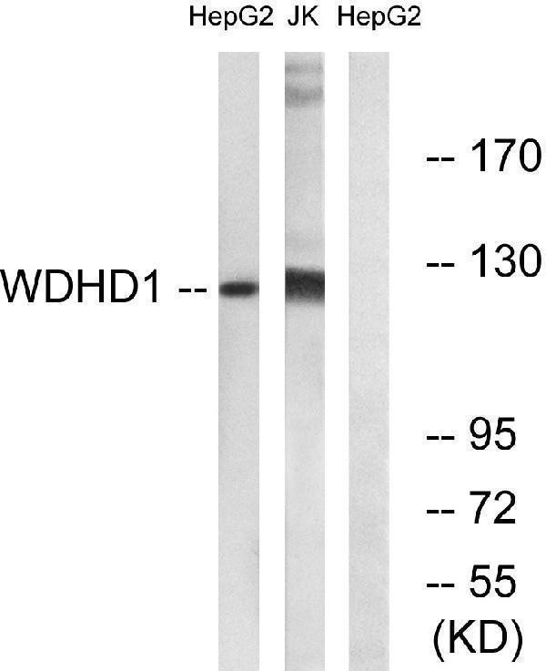 a06240 wdhd1 primary antibodies wb testing 2