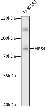 Western blot analysis of extracts of U-87MG cells, using HPS4  antibody  at 1:1000 dilution