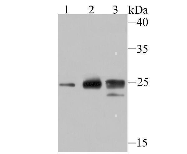 a06243 hist1h1c primary antiboties wb testing 1