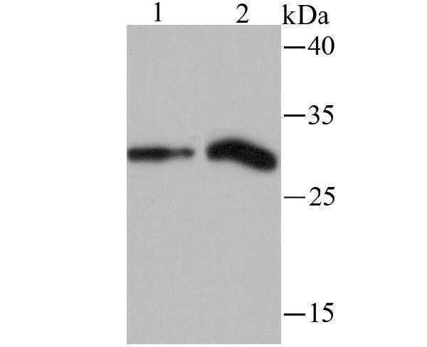 a06243 hist1h1c primary antiboties wb testing 2