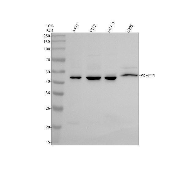 Western blot analysis of PKMYT1 using anti-PKMYT1 antibody (A06247-2)