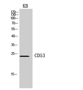 Western Blot (WB) analysis of KB cells using CD53 Polyclonal antibody